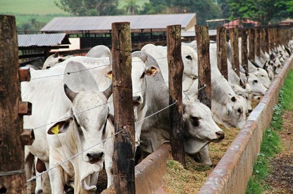 274ª Phibro: A empresa de saúde animal é uma subsidiária da Phibro Trading, controlada pela americana Occidental Petroleum. 274ª Phibro: A empresa de saúde animal é uma subsidiária da Phibro Trading, controlada pela americana Occidental Petroleum.