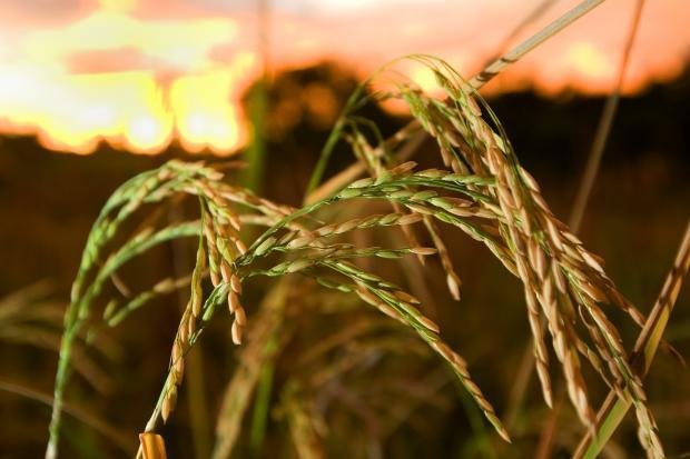 Plano Safra não contempla especificidade da agricultura irrigada Plano Safra não contempla especificidade da agricultura irrigada