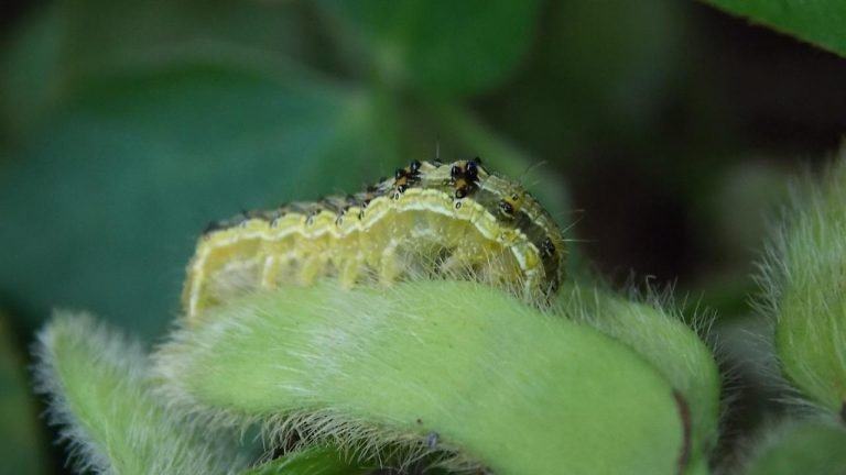 Aplicativo auxilia na identificação de inimigos naturais de pragas agrícolas Aplicativo auxilia na identificação de inimigos naturais de pragas agrícolas