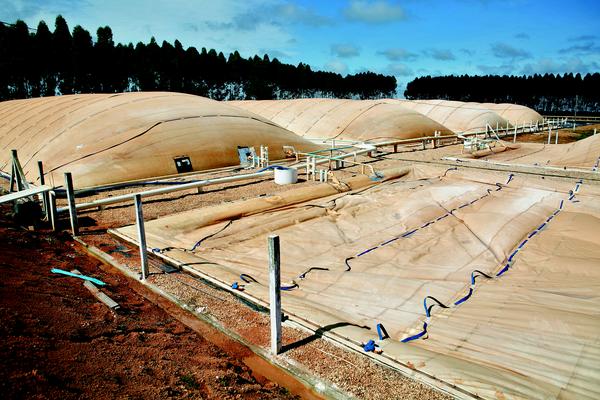 Biodigestores: os dejetos suínos, vistos como um problema ambiental, são matéria-prima para gerar biogás em Mato Grosso.