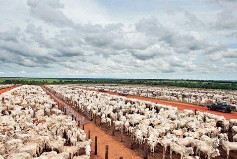 ABCZ promove curso para capacitação em pecuária de corte ABCZ promove curso para capacitação em pecuária de corte