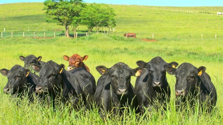 Leilão Casa Branca fatura R$ 3,16 milhões com venda de Angus, Brahman e Simental Leilão Casa Branca fatura R$ 3,16 milhões com venda de Angus, Brahman e Simental