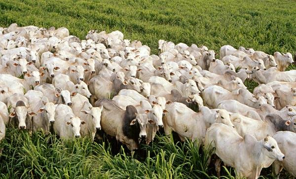 Pecuária é destaque Pecuária é destaque