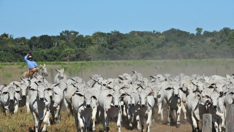 CNA, Abiec e Abrafrigo assinam memorando de compra de carnes no Bioma Amazônia CNA, Abiec e Abrafrigo assinam memorando de compra de carnes no Bioma Amazônia