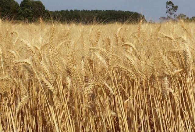 Cultivo do trigo beneficia sistemas de produção agrícola do Brasil Central Cultivo do trigo beneficia sistemas de produção agrícola do Brasil Central