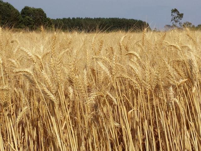 Cultivo do trigo beneficia sistemas de produção agrícola do Brasil Central Cultivo do trigo beneficia sistemas de produção agrícola do Brasil Central