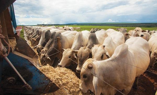 No embalo das carnes No embalo das carnes