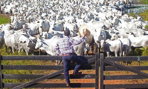 Os campeões da pecuária Os campeões da pecuária