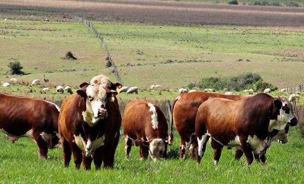 A ciência no campo A ciência no campo