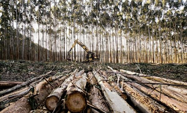 A expansão da gigante A expansão da gigante