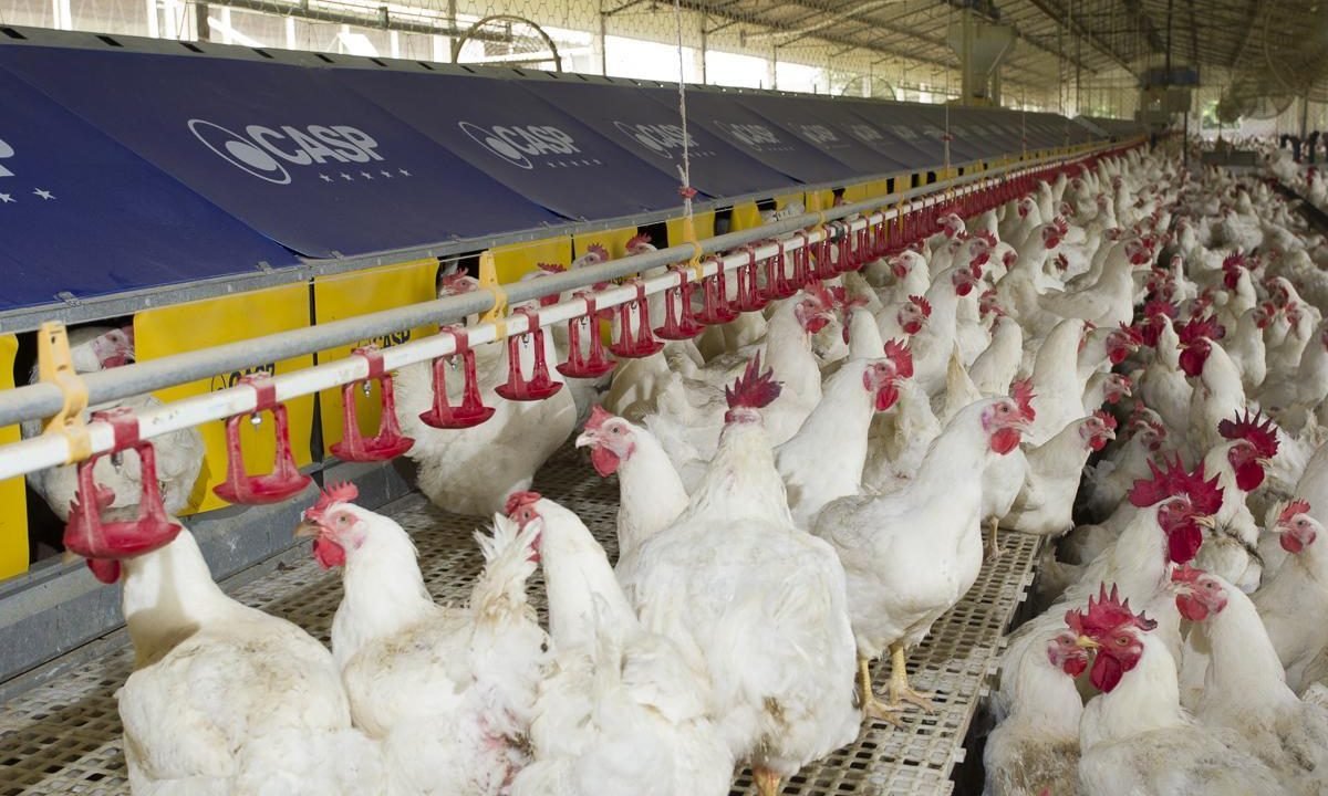 As exportações do Brasil para a China e a produção global da proteína As exportações do Brasil para a China e a produção global da proteína