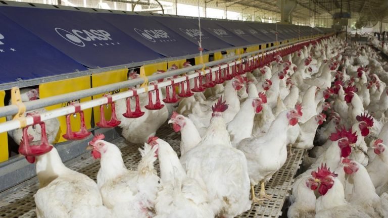 As exportações do Brasil para a China e a produção global da proteína As exportações do Brasil para a China e a produção global da proteína