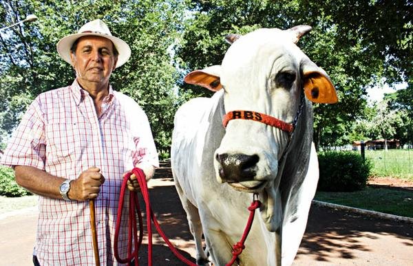 Mais gado para vender Mais gado para vender