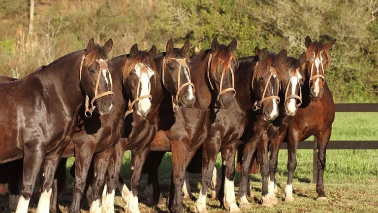 Bem-Estar Animal reúne especialistas e criadores de cavalos em Amparo (SP) Bem-Estar Animal reúne especialistas e criadores de cavalos em Amparo (SP)