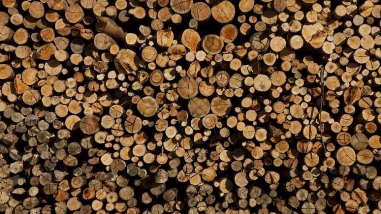 Indústria global de base florestal se reúne na Austrália Indústria global de base florestal se reúne na Austrália