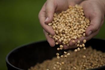 Colheita de soja atinge 16% da área plantada no País, diz AgRural Colheita de soja atinge 16% da área plantada no País, diz AgRural