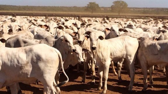 Governo reduz alíquota para vendas interestaduais de animais vivos Governo reduz alíquota para vendas interestaduais de animais vivos