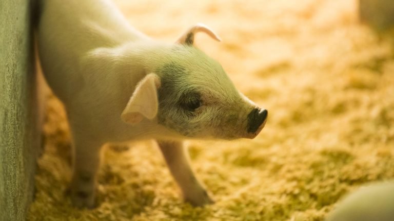 Peste suína: FAO eleva para 6,954 milhões número de animais eliminados Peste suína: FAO eleva para 6,954 milhões número de animais eliminados