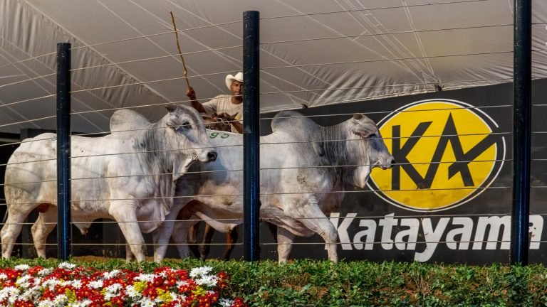 Leilão Katayama fatura R$ 4,4 milhões com venda de 426 touros Leilão Katayama fatura R$ 4,4 milhões com venda de 426 touros