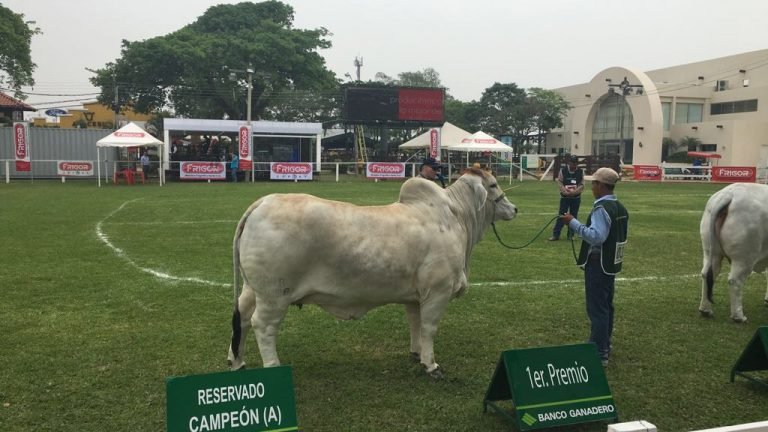 Matriz da raça Brahman cria da Casa Branca Agropastoril faz sucesso na Bolívia Matriz da raça Brahman cria da Casa Branca Agropastoril faz sucesso na Bolívia