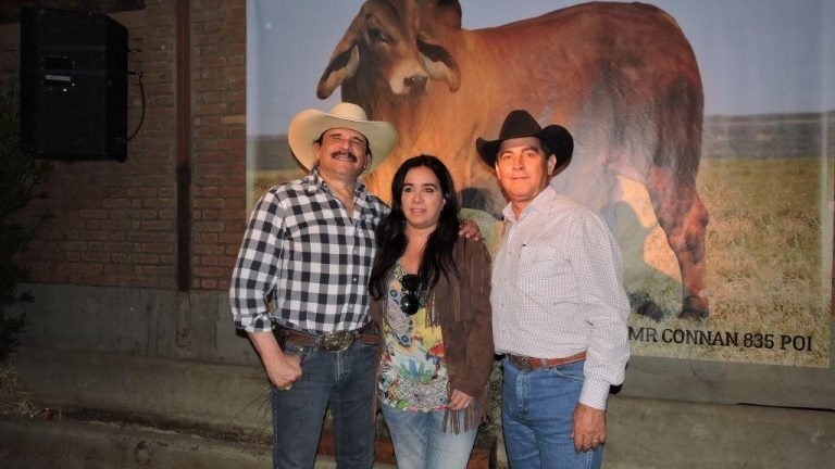 VPJ Pecuária vende genética aberdeen angus, brangus e red brahman VPJ Pecuária vende genética aberdeen angus, brangus e red brahman