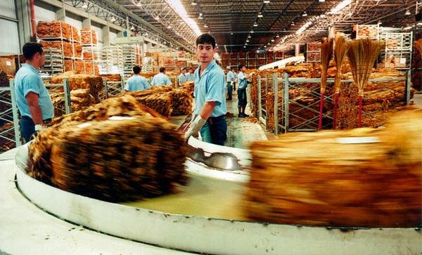 Um tsunami na produção de tabaco Um tsunami na produção de tabaco
