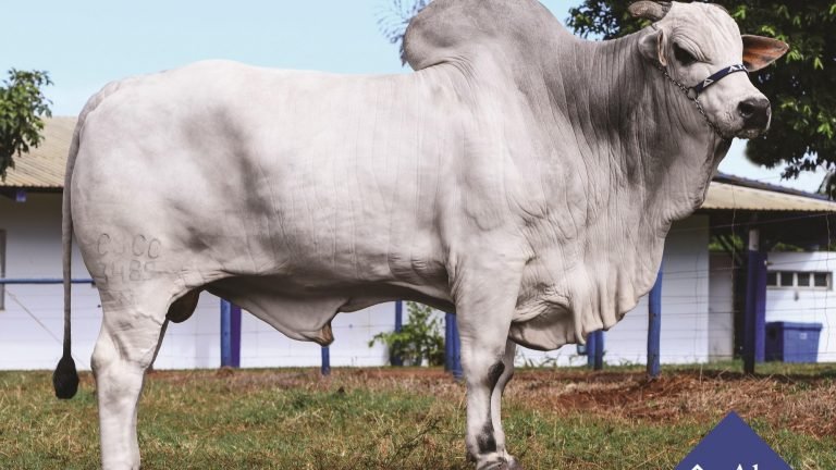 Alta tem o touro mais valorizado da Expoinel 2016 Alta tem o touro mais valorizado da Expoinel 2016