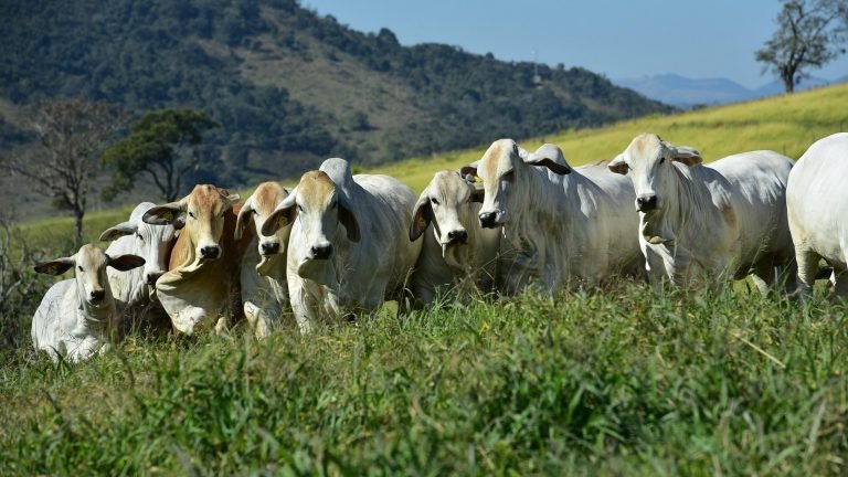 Casa Branca ofertará fêmeas selecionadas no leilão A Hora do Brahman Casa Branca ofertará fêmeas selecionadas no leilão A Hora do Brahman