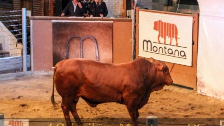 Touros Montana alcançam maior média da história em leilão no Rio Grande do Sul Touros Montana alcançam maior média da história em leilão no Rio Grande do Sul