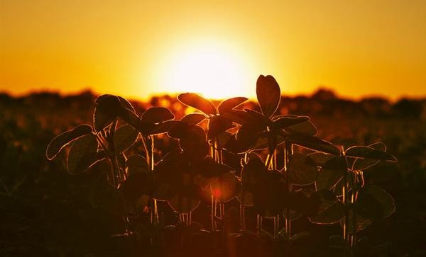 Os 100 nomes mais influentes do agronegócio – Agricultura 2016 Os 100 nomes mais influentes do agronegócio – Agricultura 2016