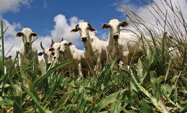 Os 100 nomes mais influentes do agronegócio – Proteína Animal 2016 Os 100 nomes mais influentes do agronegócio – Proteína Animal 2016