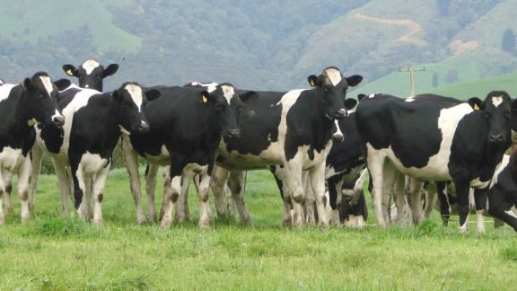 Chilena lança uma solução de rastreamento do leite Chilena lança uma solução de rastreamento do leite