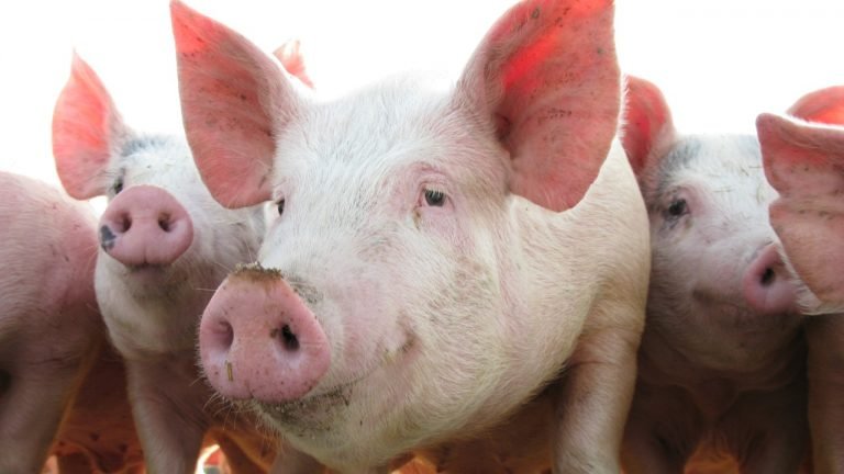 Agricultura confirma foco de peste suína clássica em Alagoas Agricultura confirma foco de peste suína clássica em Alagoas