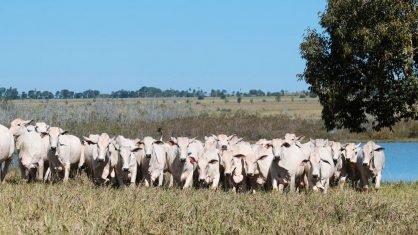 Preço recebido pela agropecuária paulista cede 0,44% em janeiro ante dezembro