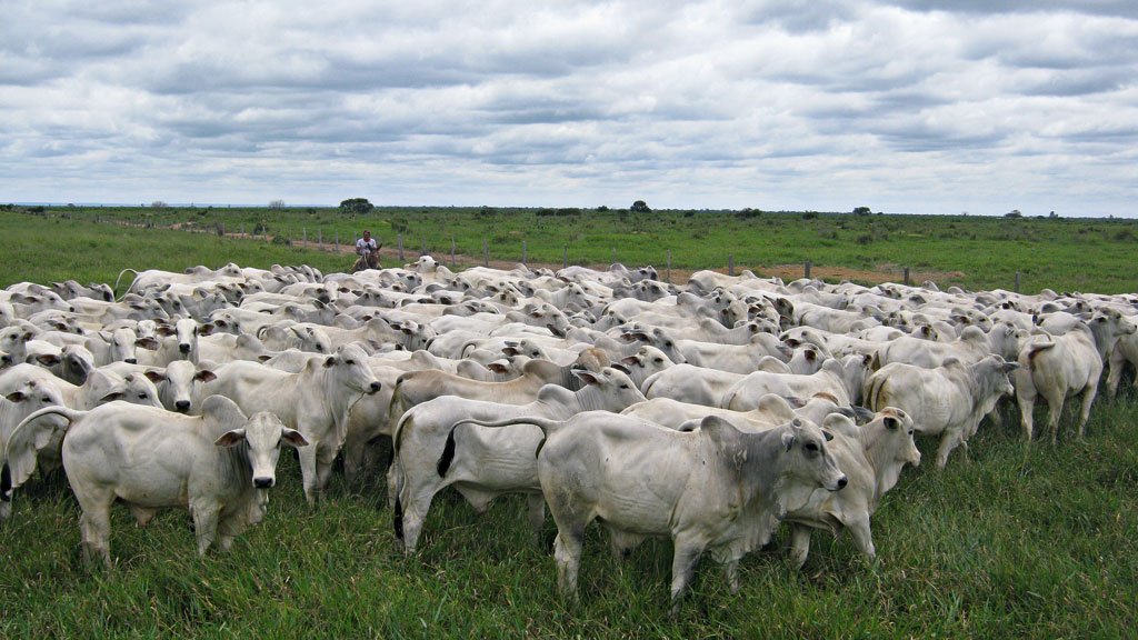 Pasto turbinado Pasto turbinado