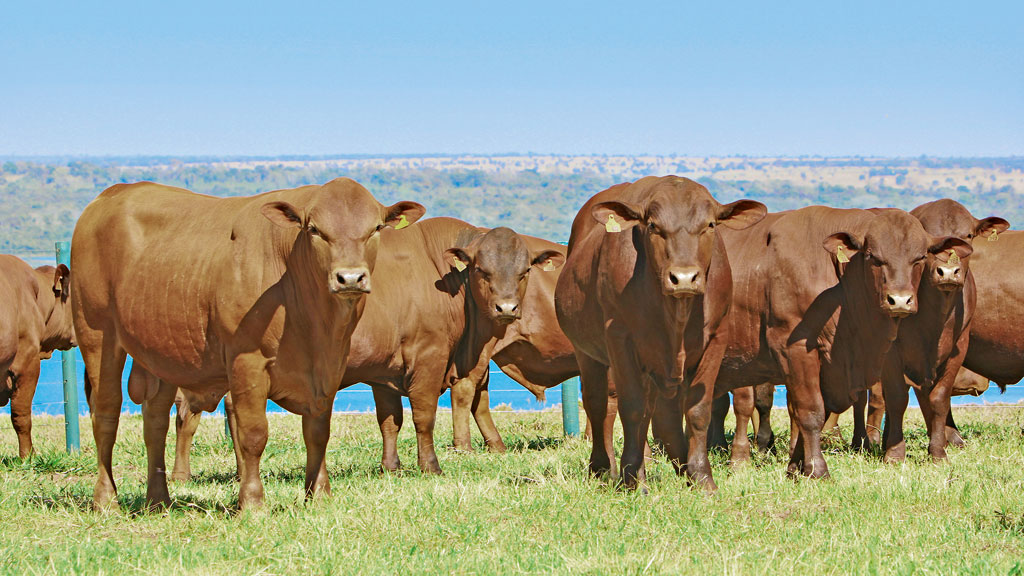 Paranoá Senepol:  genética selecionada  e touros com garantia de rentabilidade  irão para a pista 