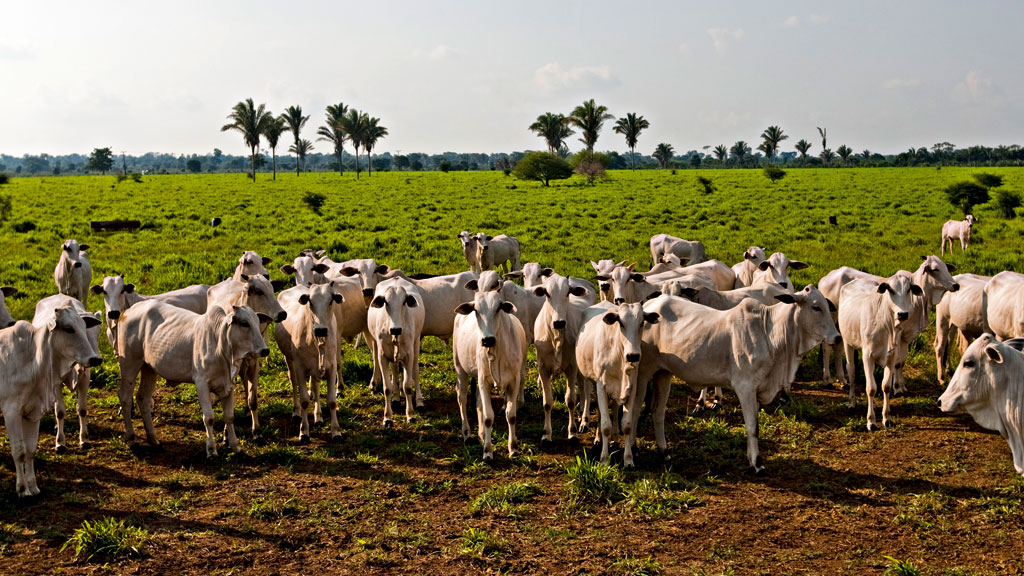 no campo: gado criado no pasto vai a leilão  em dia de comemoração