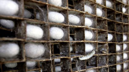 Casulos: as criações de bichos da seda são feitas por 2,5 mil famílias no País. Elas alimentam as larvas e cuidam para que os fios tenham qualidade