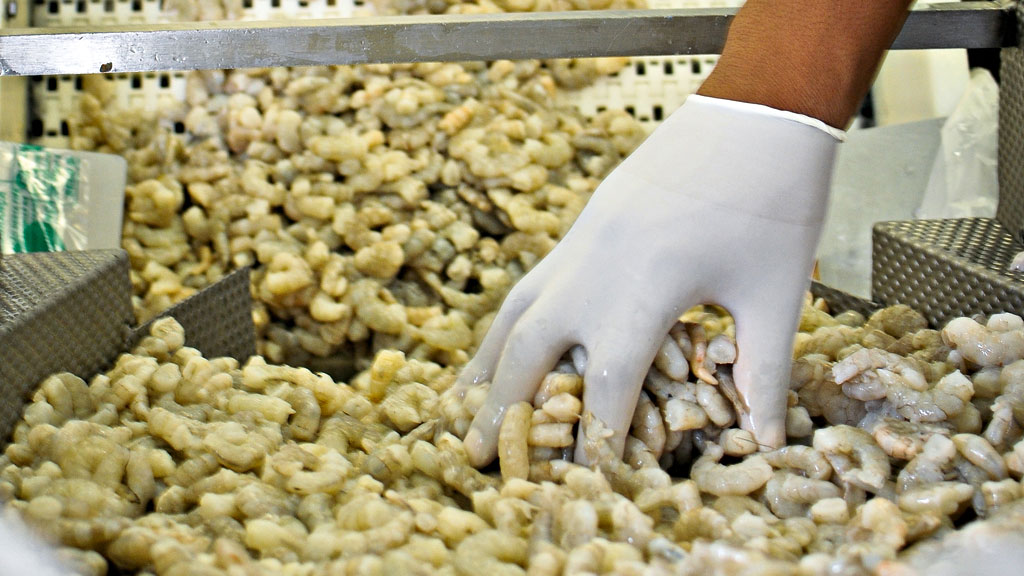 linha de montagem: os pratos à base do crustáceo são produzidos e embalados em uma cozinha industrial em Cotia, na Grande São Paulo, de onde seguem para as lojas