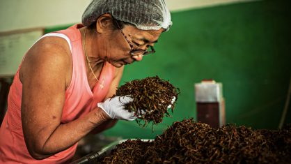 De olho: Terezinha Ferreira confere o processo de oxidação das folhas para produzir o chá preto