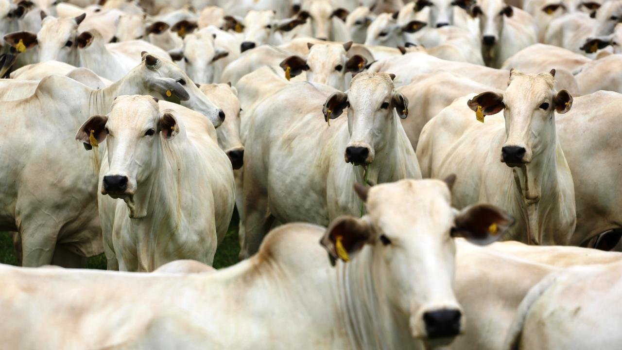 Precocidade dos animais abatidos é destaque do Circuito Nelore de Qualidade 2018 Precocidade dos animais abatidos é destaque do Circuito Nelore de Qualidade 2018
