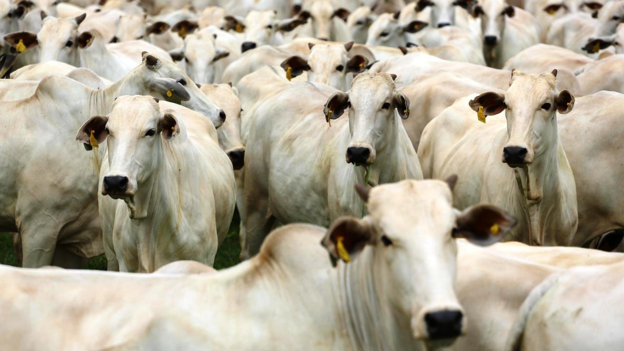 Resultado de imagem para reduÃ§Ã£o de gases de efeito estufa agropecuaria