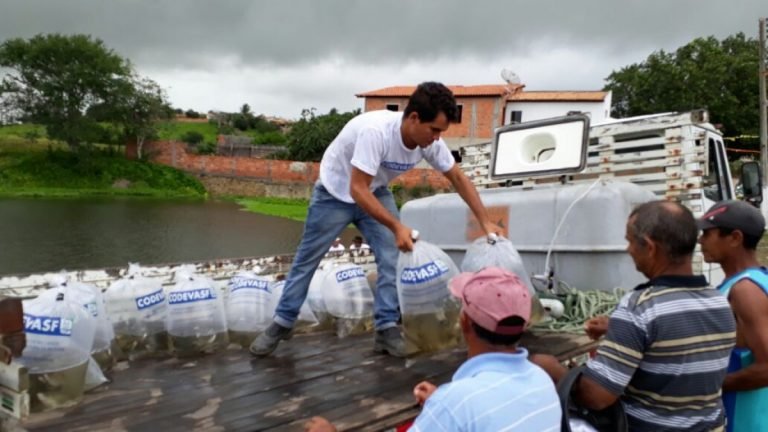 Codevasf produz 154 milhões de alevinos desde 2007 Codevasf produz 154 milhões de alevinos desde 2007