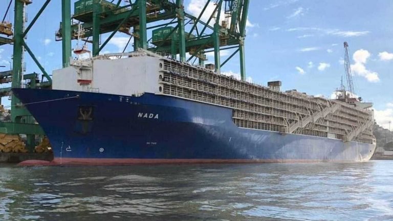 Boi: agronegócio teme novos entraves jurídicos à exportação de animais vivos Boi: agronegócio teme novos entraves jurídicos à exportação de animais vivos