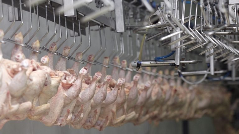 Frango: mercado global deve melhorar gradualmente em 2019 Frango: mercado global deve melhorar gradualmente em 2019