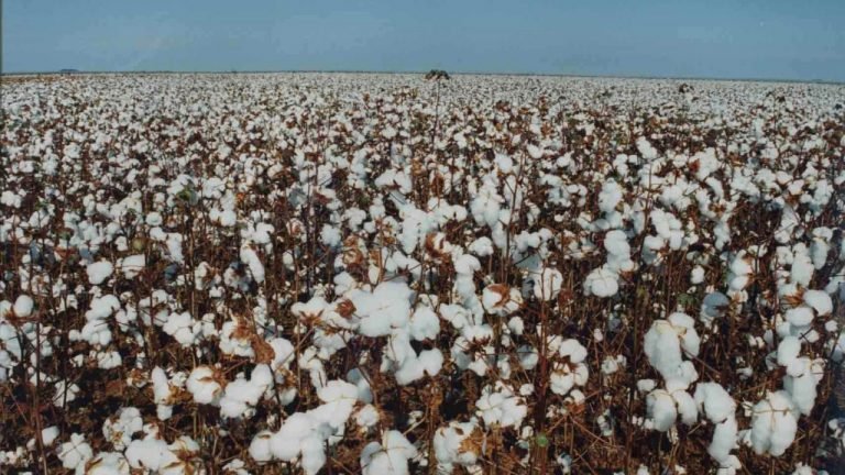 Bahia Farm Show: Oeste baiano se prepara para colher safra de algodão 15% maior Bahia Farm Show: Oeste baiano se prepara para colher safra de algodão 15% maior