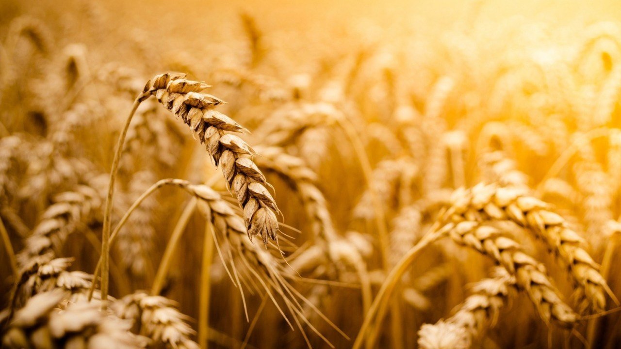 Produção brasileira de farinha de trigo cresceu 3,4% em 2018 Produção brasileira de farinha de trigo cresceu 3,4% em 2018