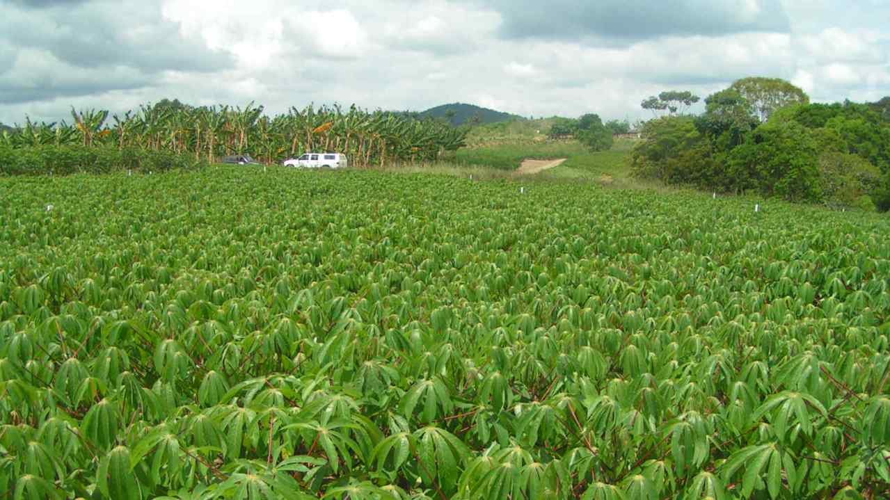 Embrapa e Tereos assinam convênio para produção de novas variedades de mandioca Embrapa e Tereos assinam convênio para produção de novas variedades de mandioca