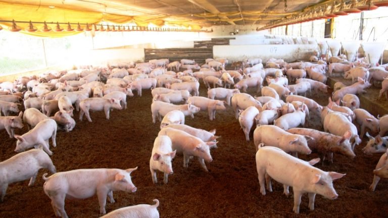 Peste suína: FAO eleva para 4,166 milhões número de animais eliminados Peste suína: FAO eleva para 4,166 milhões número de animais eliminados