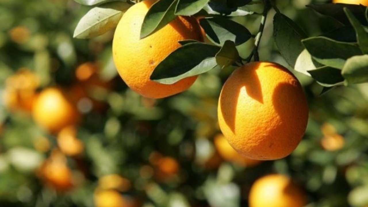 Exportações de suco de laranja registraram queda de 13% nos nove primeiros meses da safra 2018/2019 Exportações de suco de laranja registraram queda de 13% nos nove primeiros meses da safra 2018/2019